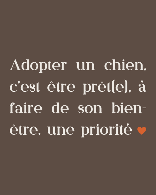 Adopter un chien : une responsabilité à ne pas prendre à la légère - melissafendrichcreations