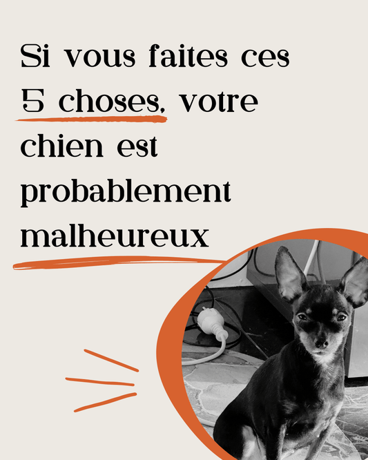 Assurer le Bonheur de Votre Chien : 5 Signes à ne Pas Ignorer - melissafendrichcreations