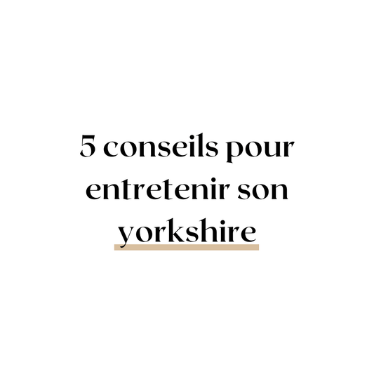 Comment entretenir son yorkshire ? 5 astuces - melissafendrichcreations