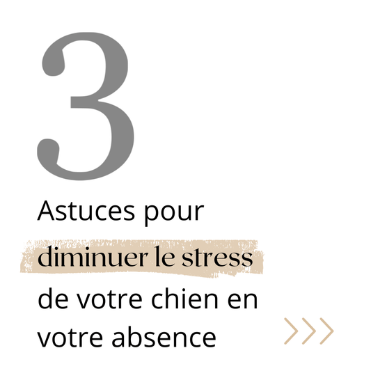 Comment réduire le stress de votre chien en votre absence ? 3 astuces. - melissafendrichcreations