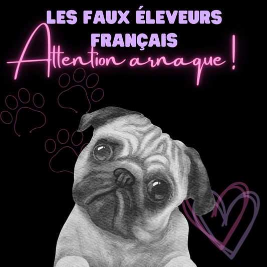 Ne vous faites pas avoir : Les faux éleveurs français qui vendent des chiens malades en provenance de l'Est ! - melissafendrichcreations