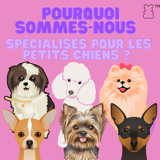 Pourquoi sommes-nous une boutique spécialisée pour les petits chiens ? - melissafendrichcreations