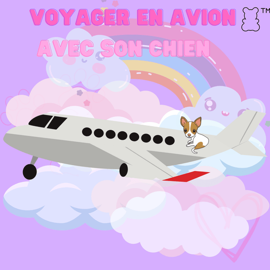 Voyager en avion avec son chien - melissafendrichcreations