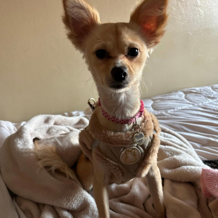 Harnais pour chihuahua